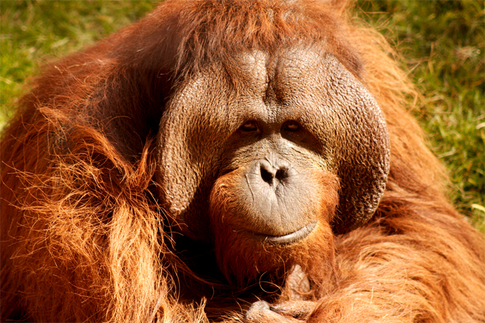 ORANGUTAN