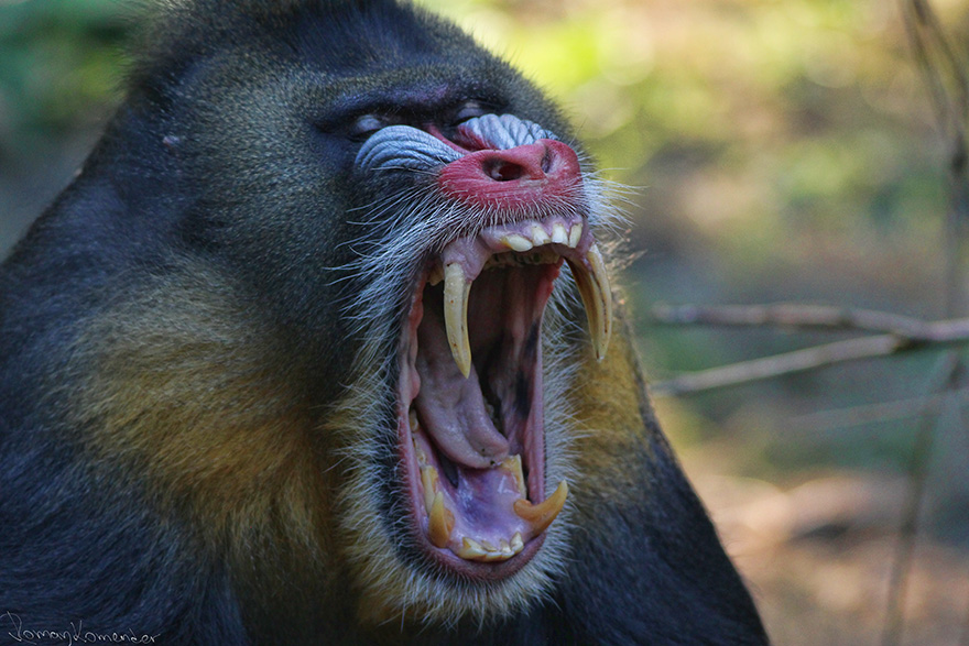 MANDRIL